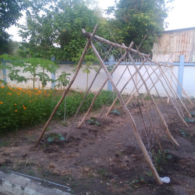 GIÁO VIÊN TRƯỜNG THCS TRẦN BÌNH TRỌNG TÍCH CỰC TRỒNG VÀ CHĂM SÓC CÂY XANH KHUÔN VIÊN TRƯỜNG